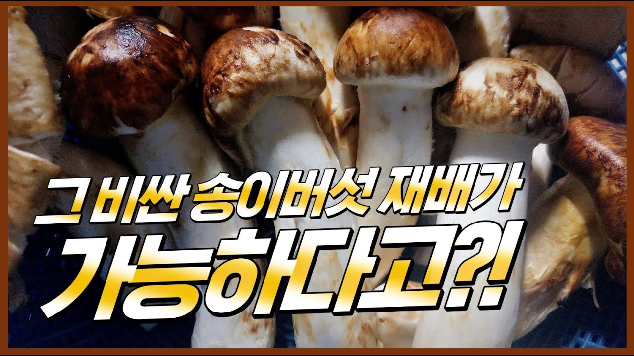 자연산 송이버섯보다 값은 저렴하고 영양성분은 높은 버섯이 있다? (feat. 3년간 연구)