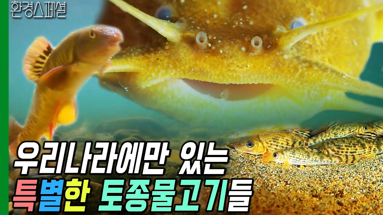 우리나라에만 있는 특별한 토종물고기들 [와일드코리아-6회 토종물고기를 만나다] / KBS 20170617 방송