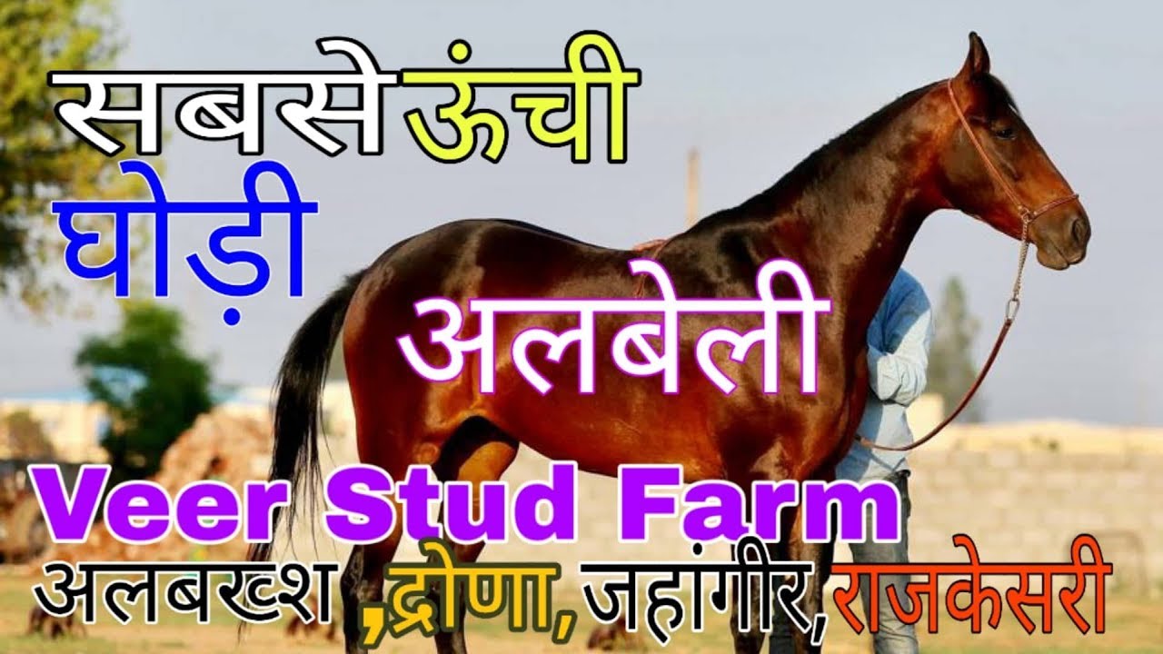 Most Tallest Mare Albeli हिन्दुस्तान की सबसे ऊँची घोड़ी “अलबेली” Veer Stud Farm