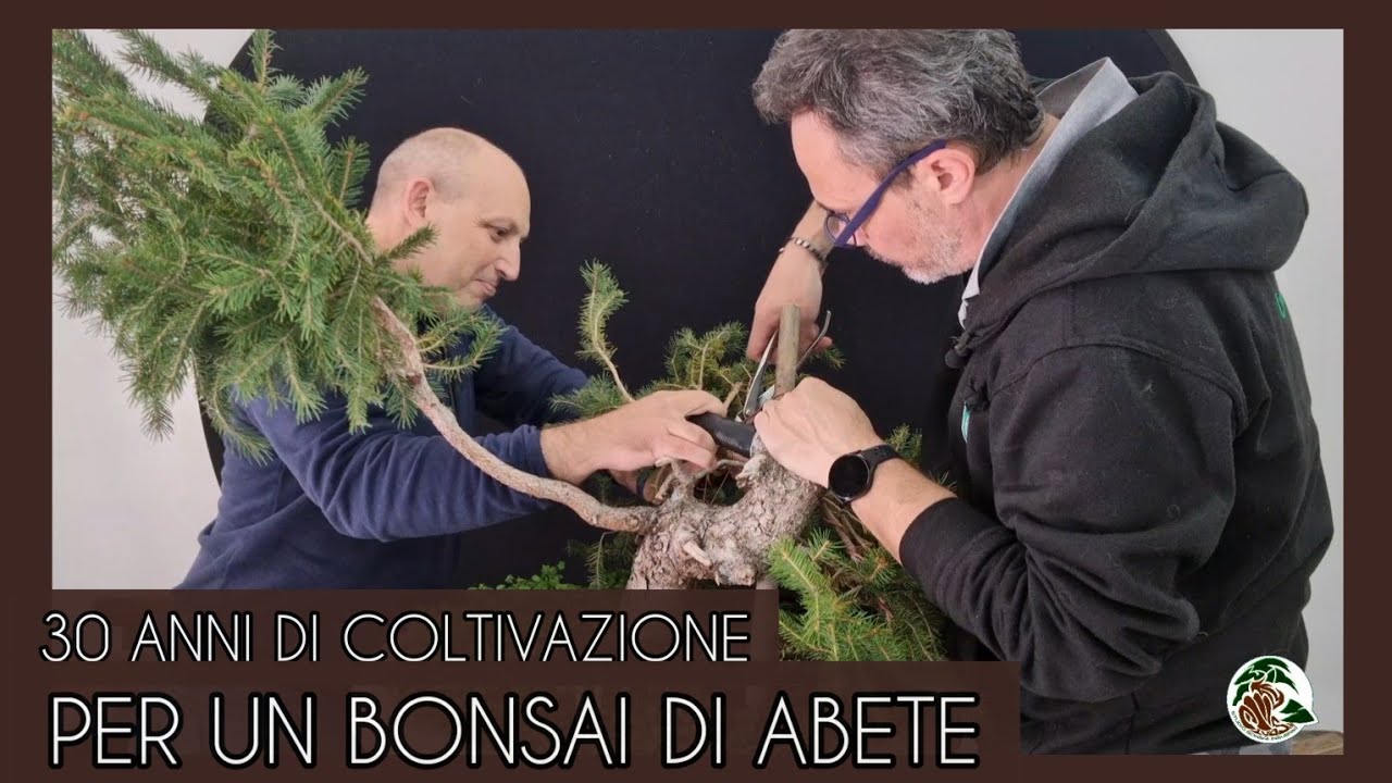 Creiamo un bonsai di abete!