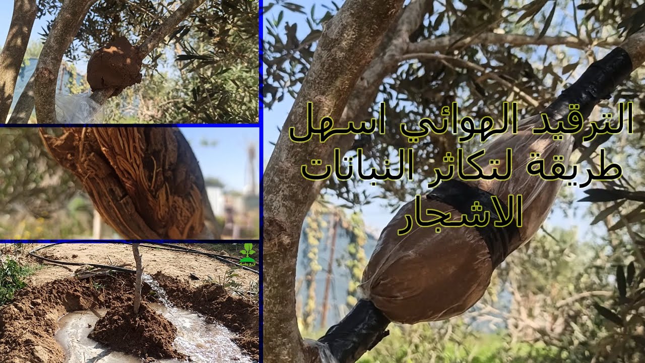 الترقيد الهوائي لشجره الزيتون المباركه  اسهل طريقة لتكاثر النباتات و الاشجار