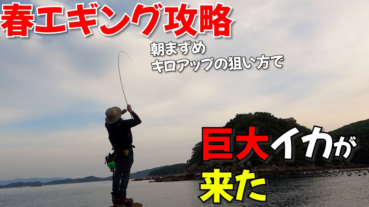 モンスター春イカ！朝まずめエギングデカイカはこうやって探せ！ノーカット実釣解説