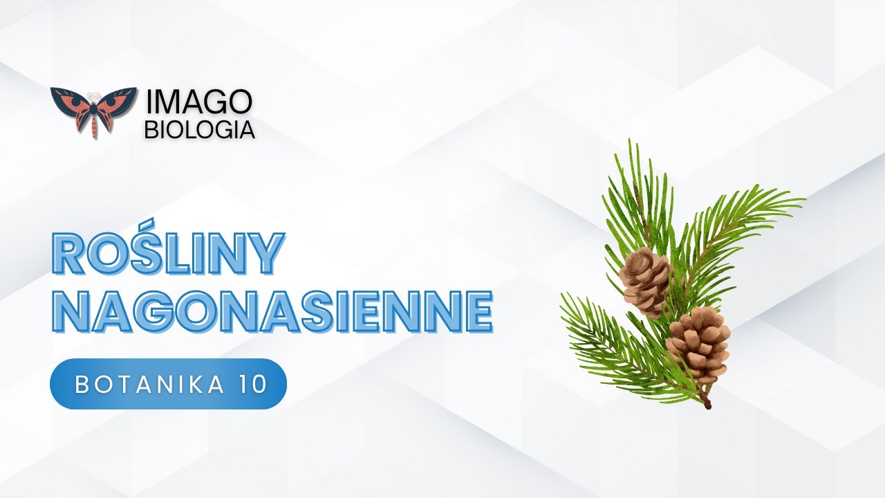 Rośliny nagonasienne