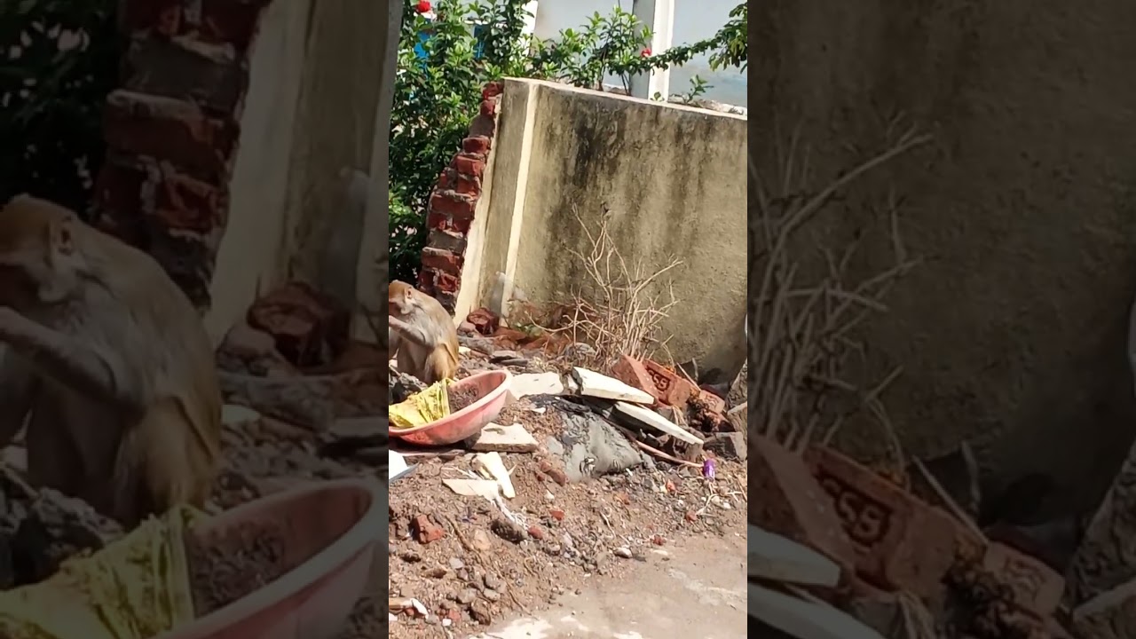 Monkey video🐒🐒##monkeys# naughty monkeys#monkey video 