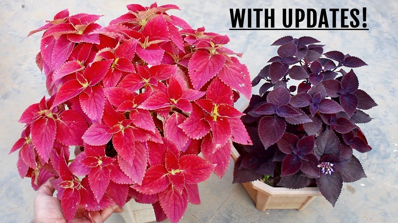 SIMPLEST Way To Make Coleus BUSHY & More Colorful