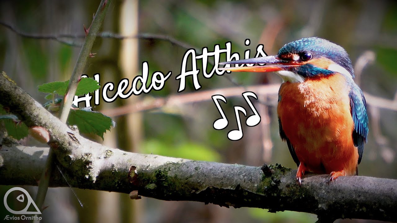 The Call of the Female Kingfisher (Alcedo Atthis) - Bird Sound - Ævios - Ornitho [4K] #ornithology