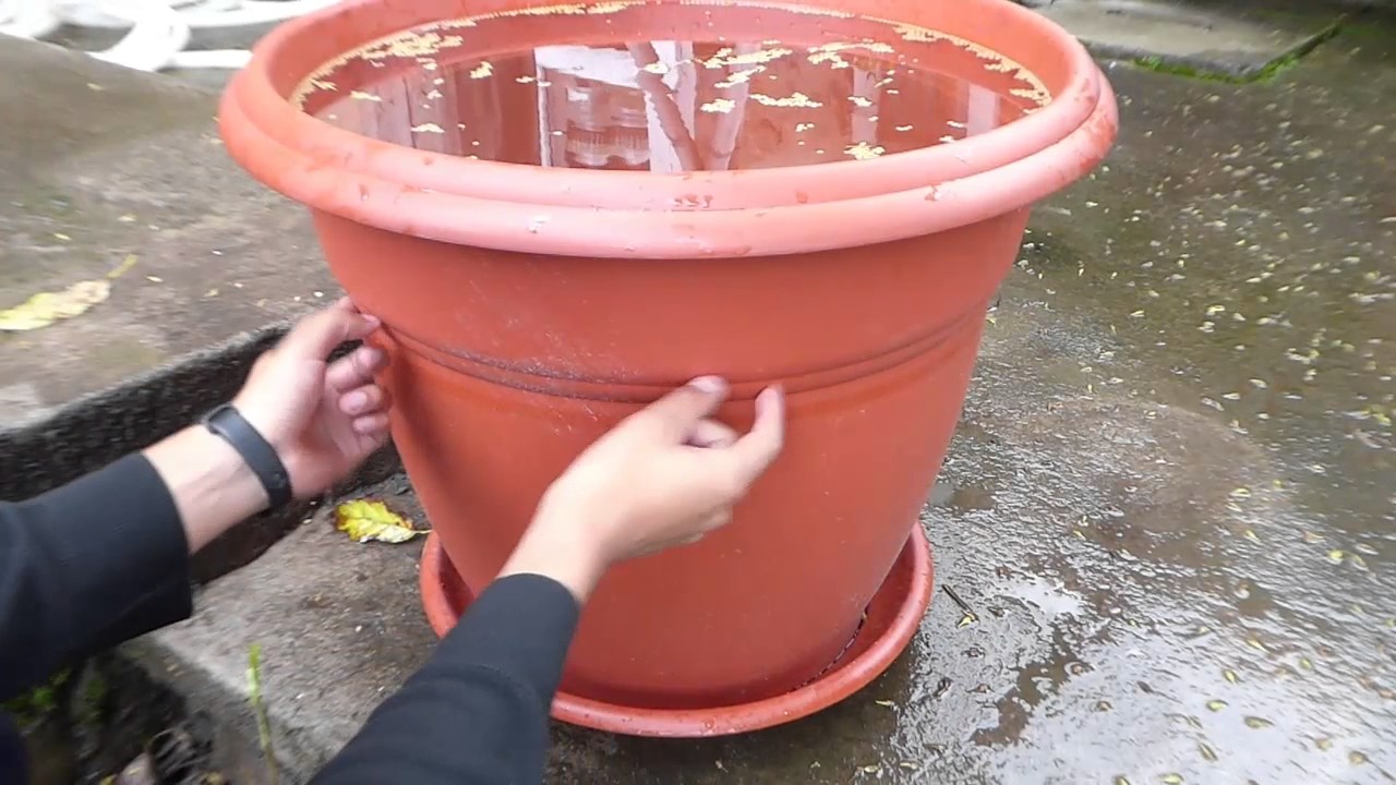Proyecto Mini estanque #2: Ubicación, contenedor y agua para el estanque