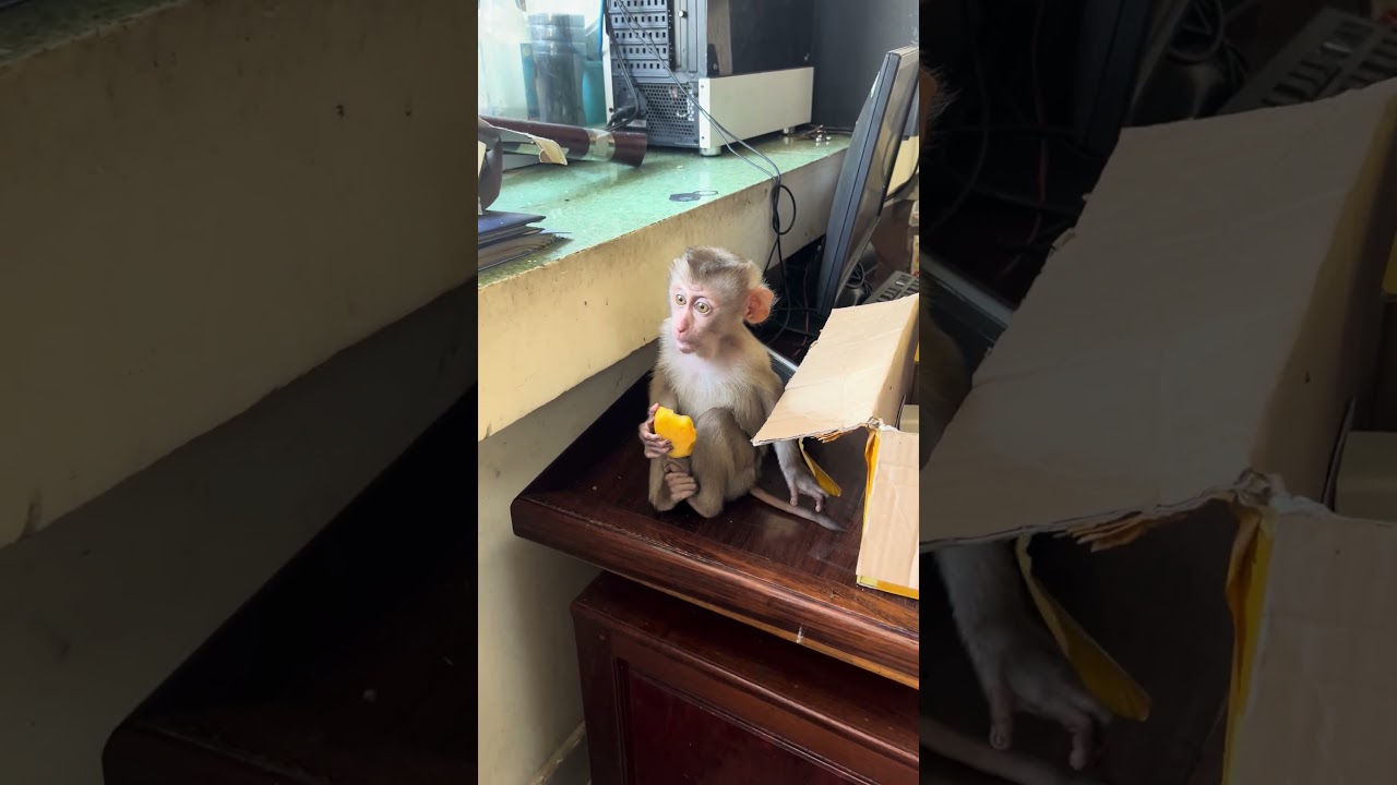Mary eats wooden apple #animals #monkey #asmr