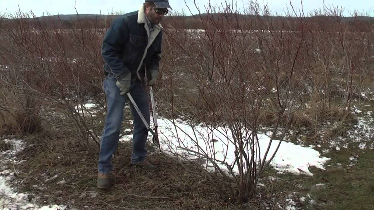 Обрезка черники