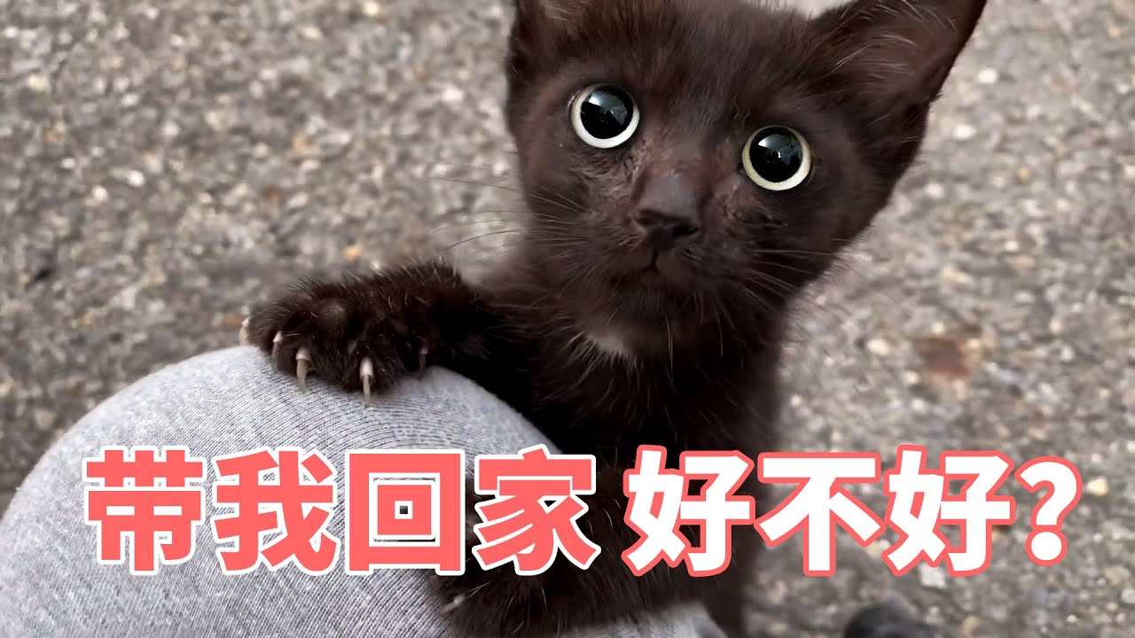 不怕生的流浪小猫，把数据线当玩具，因一顿饭猫咪赖上人类小哥