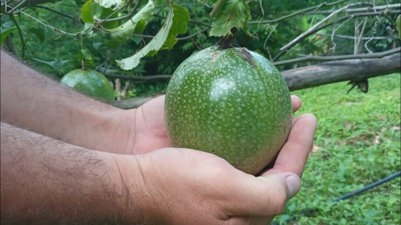 COMO PLANTAR MARACUJÁ GASTANDO POUCO