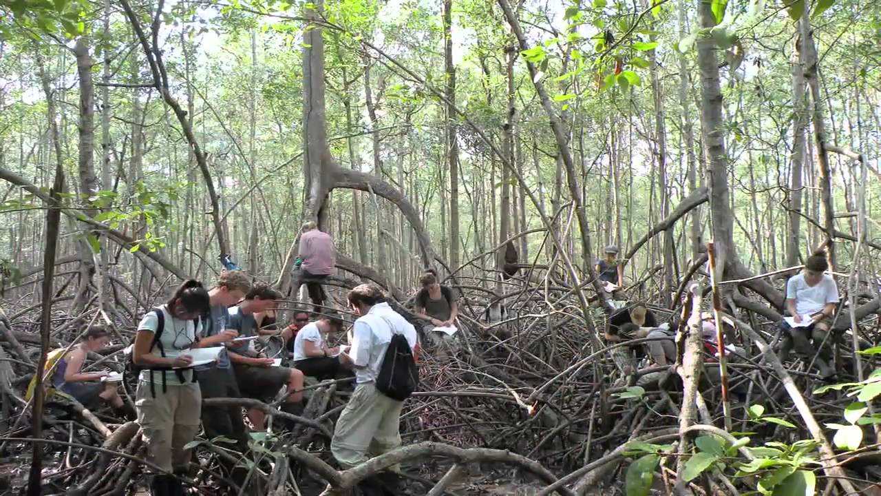 Tropical Biology on a Changing Planet