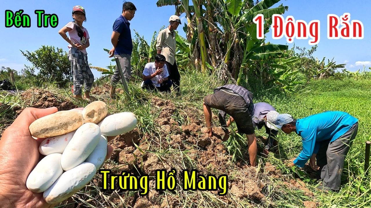 Lọt Vào Trúng Động Rắn 11 Cái Da Rắn Thêm 1 Ổ Trứng Kinh Khủng Quá | Mười Thương SB
