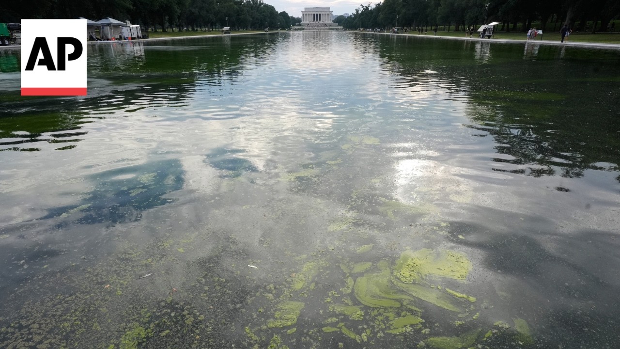 Pool owners react to algae bloom turning Trump's reflecting pool green