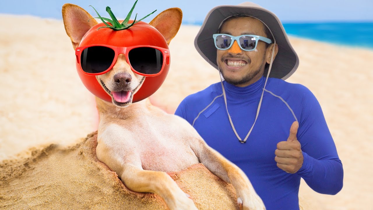 4 Ways to Protect Your Dog from the Sun | Chewy