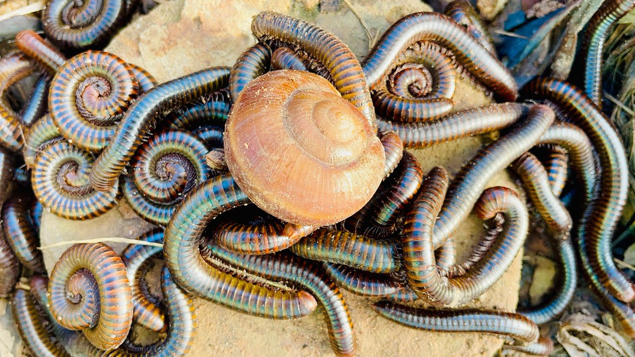 Amazing catching Africa millipedes scorpion snails in the garden 