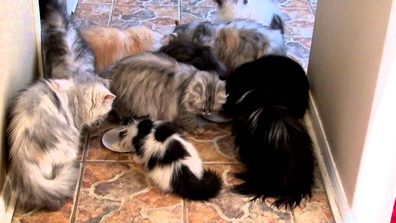 Persian Cats Feeding Time