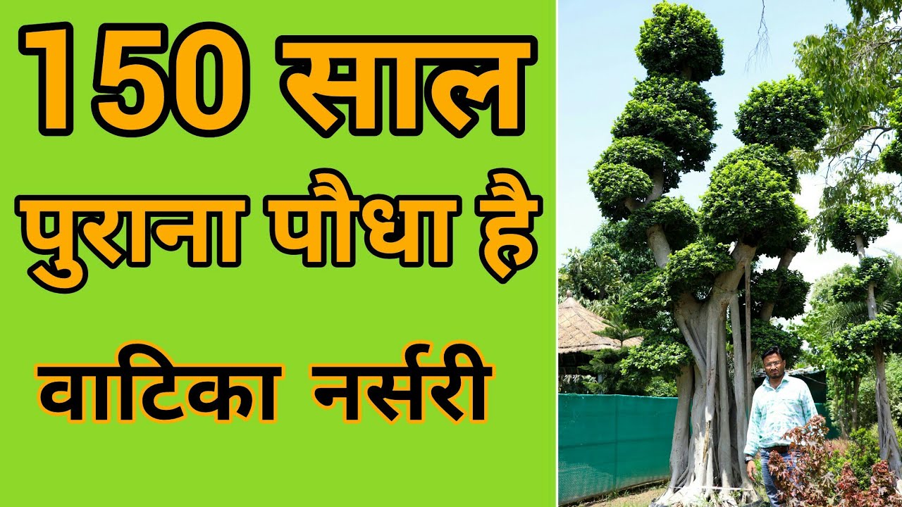 China Outdoor And Indoor Plants Available In Vatika Nursery | Shahjanpur