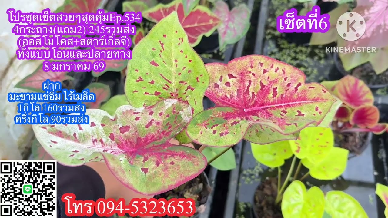 🪻🌺โปรชุดเซ็ตสวยๆสุดคุ้มEp.534🪻🌺 8 มกราคม 2569☎️094-5323653 #บอนสี  #บอนสีขวัญหวานการ์เด้น