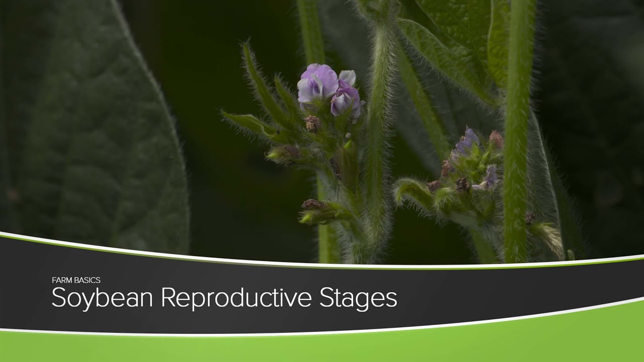 Soybean Reproductive Stages