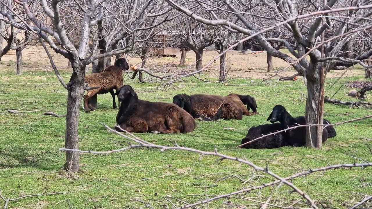 2 Yoshda bu QO'CHQOR 😱