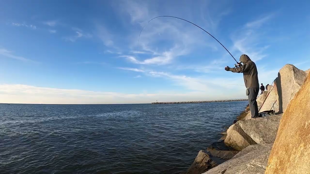 Dana point small jetty Opaleye 다나 작방 벵에돔 38