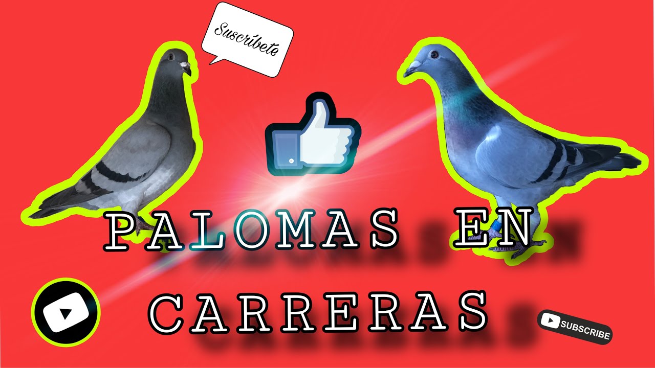 PALOMAS MENSAJERAS DE AILEN SANTIAGO DE CUBA 😱💪🏼💪🏼