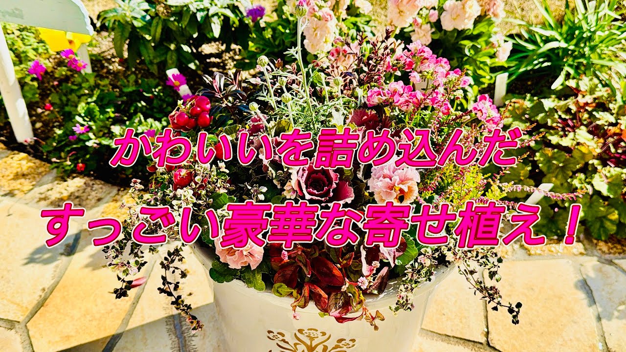ずーっと楽しめる！かわいいを詰め込んだ豪華な寄せ植え！！これはかわいすぎる！