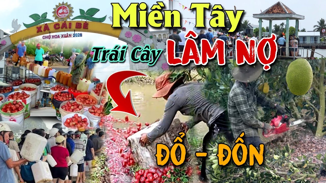 CHỢ MIỀN TÂY BIẾN ĐỘNG TRÁI CÂY ĐỔ ĐỐNG BÁN LỖ MẬN CAM RẺ NHƯ CHO ĐỔ BỎ ĐỐN MÍT TRỒNG SẦU RIÊNG
