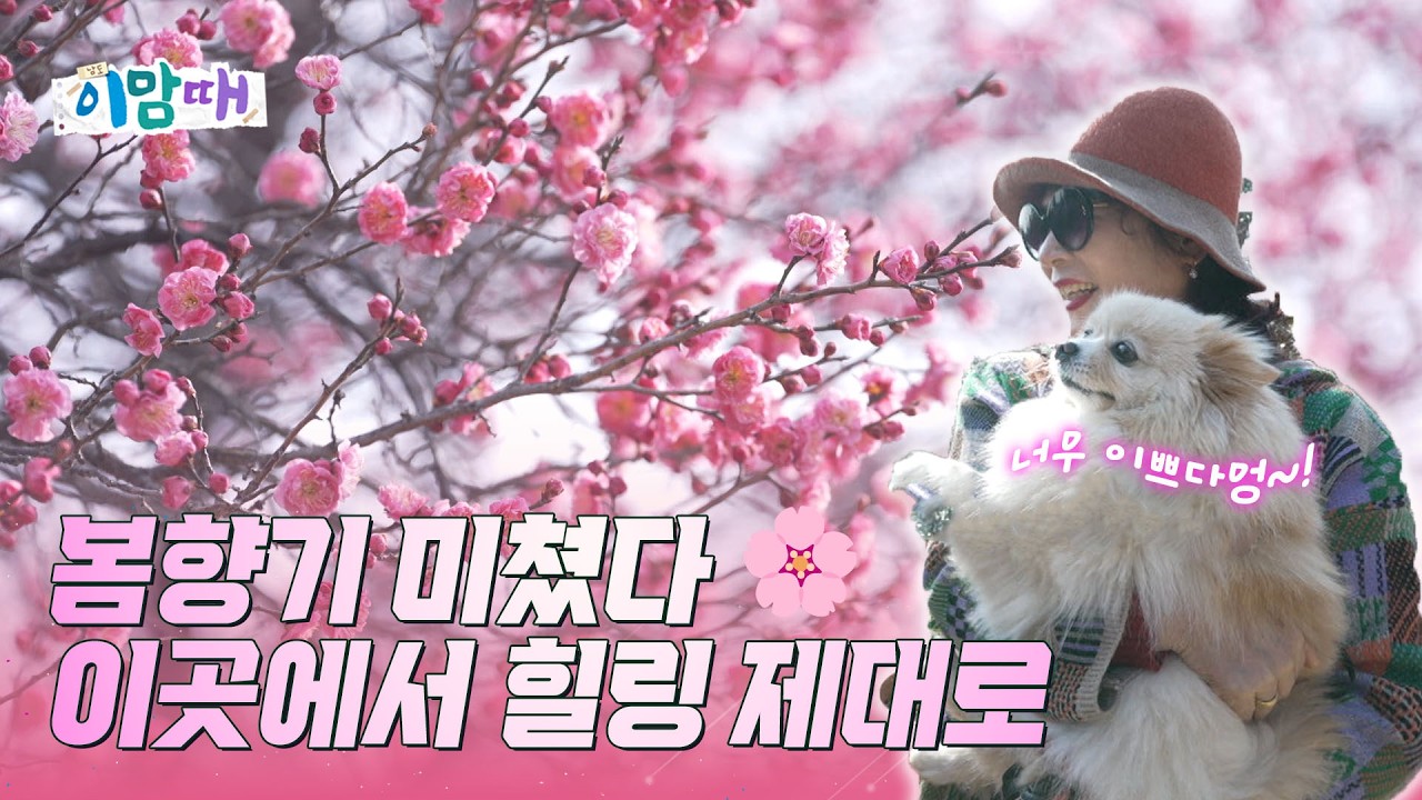 [이맘때]🌸지금 순천이 난리 난 이유?! 홍매화가 만개했습니다!🌸 250310 이맘때