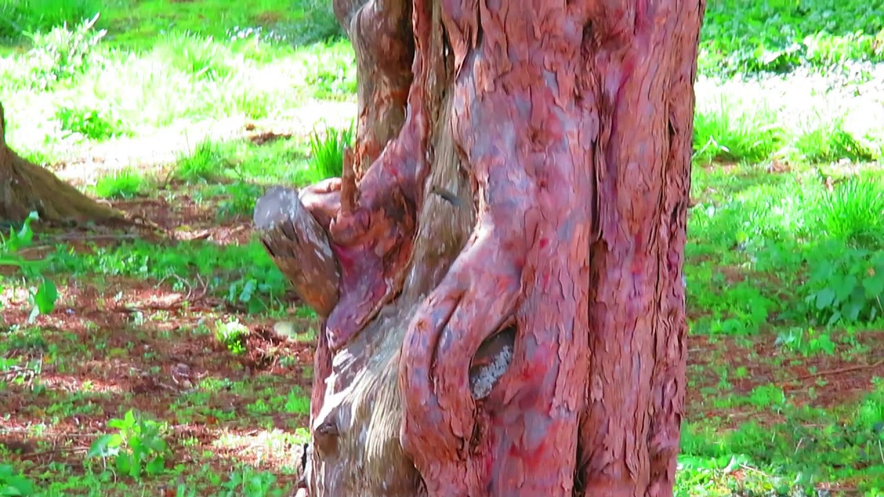 Inch Abbey - Downpatrick - Ireland