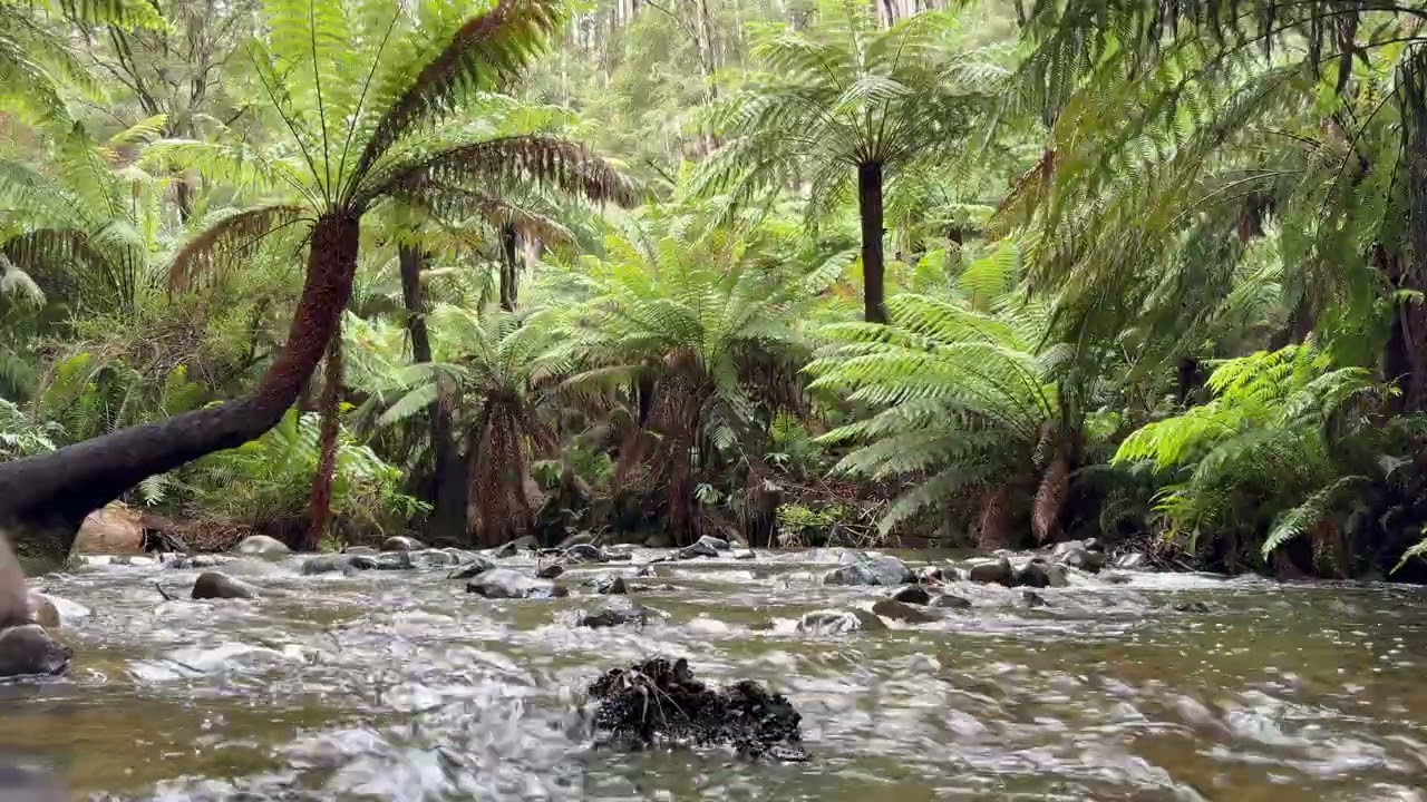 ✨ 222 ✨Sound Healing | Forest Therapy 🌿