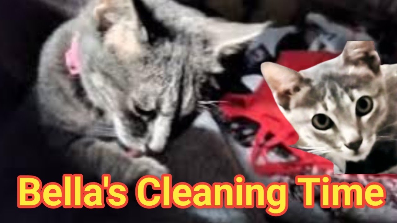 Bella's Cleaning Time 🥰🌿💕#love #viral #funny @nigahworld7087 