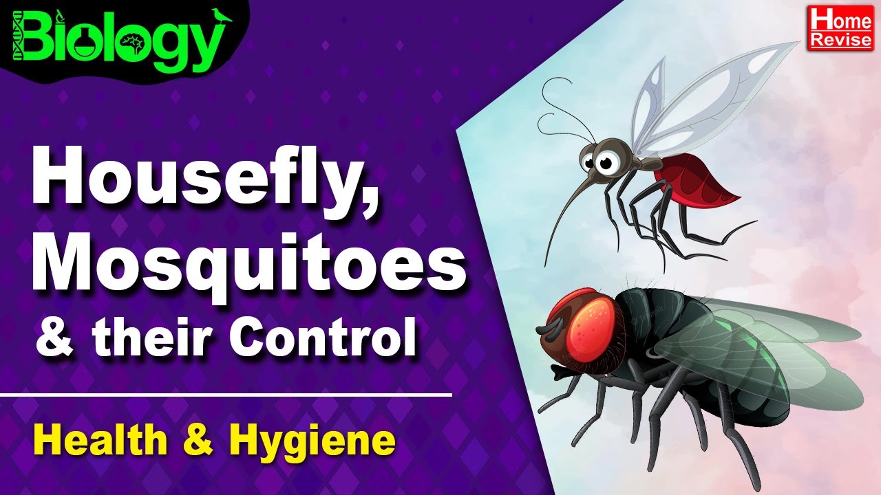 Housefly, Mosquito & their Control | Health and Hygiene | Part II | Biology | Home Revise