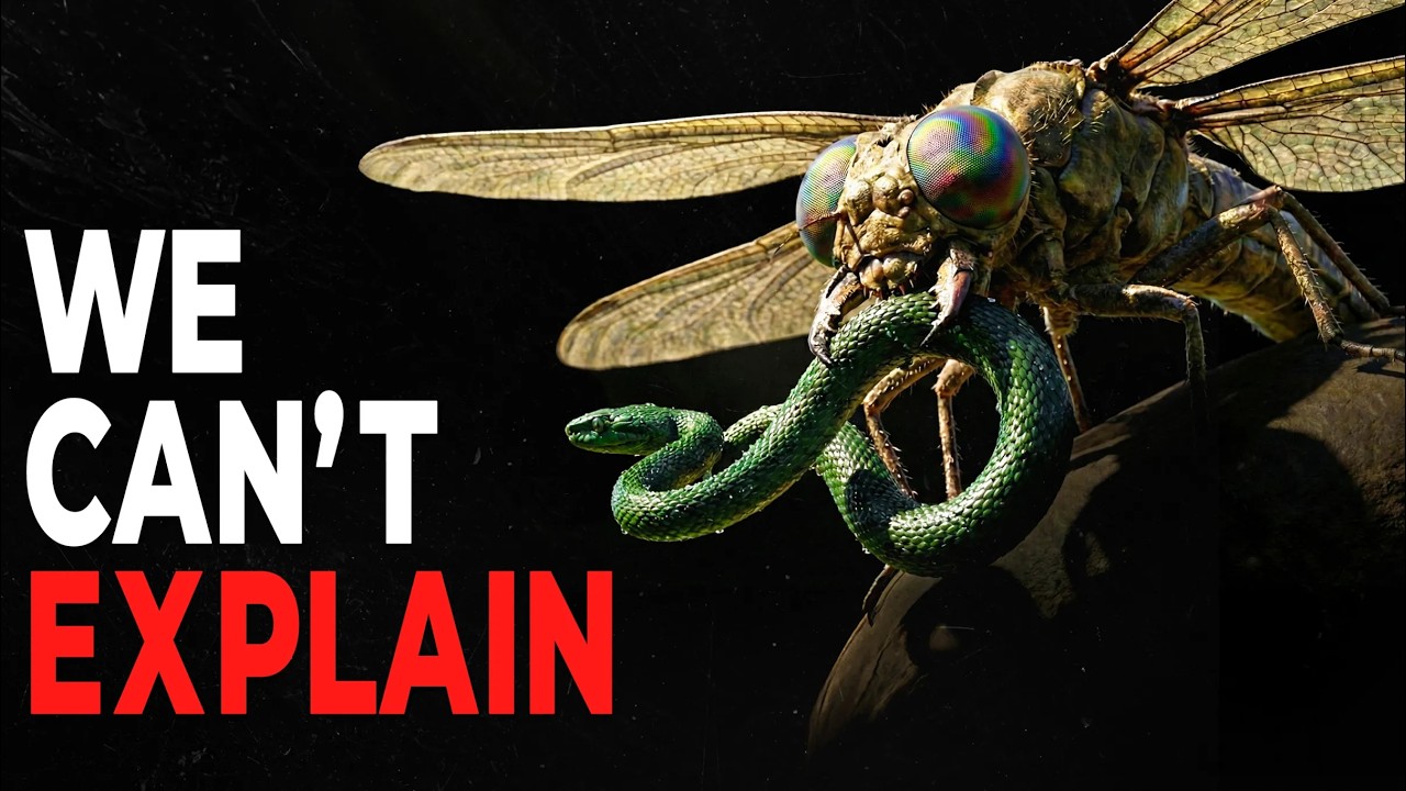 What Killed Off The Giant Insects?