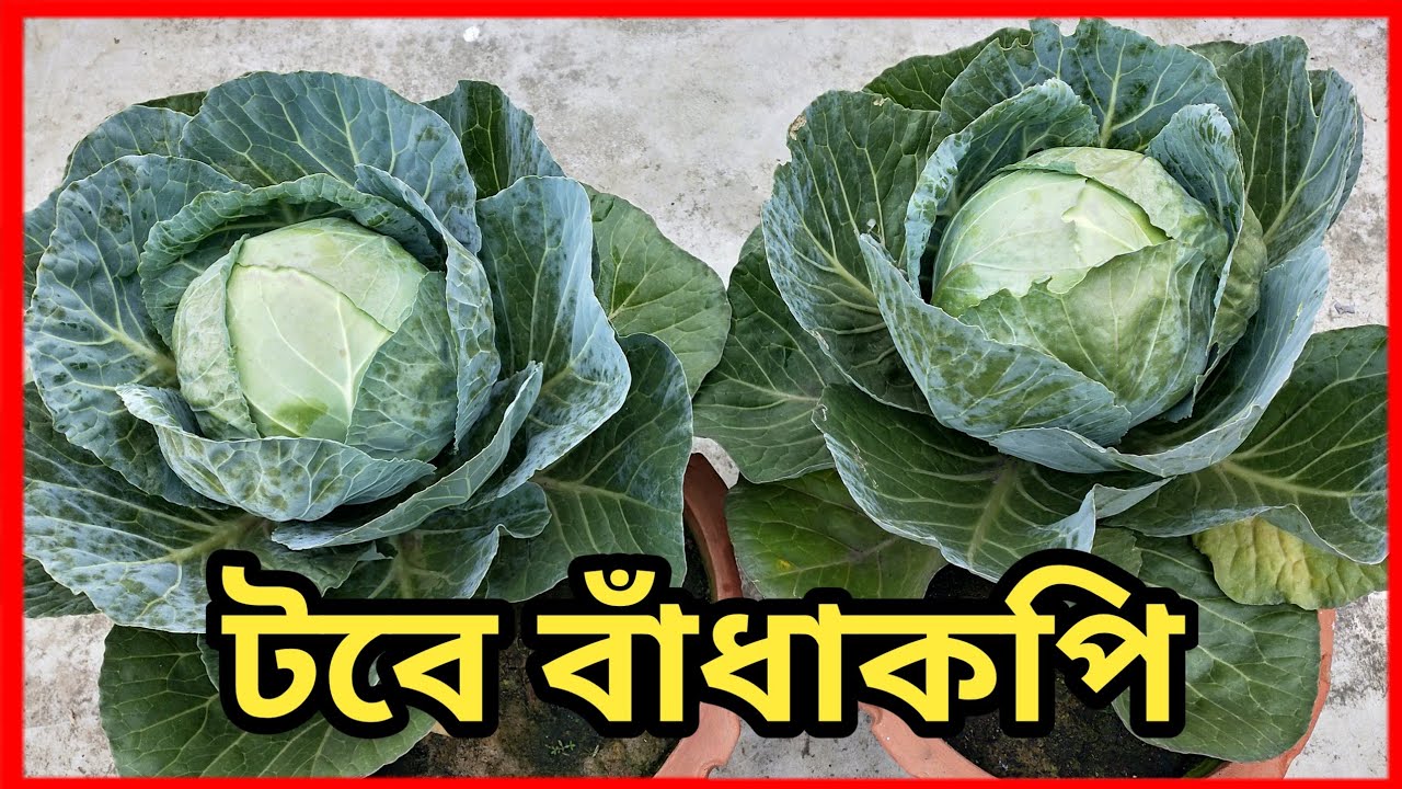 টবে বাঁধাকপি চাষ পদ্ধতি ।। how to grow cabbage at home ।।