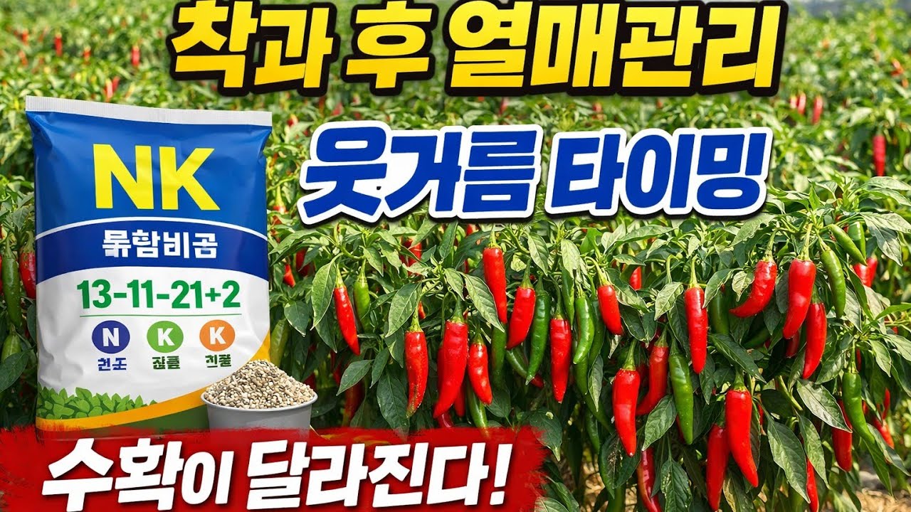 고추 착과 후 “이때” 웃거름 주면 수확이 달라집니다 (실패사례 포함)