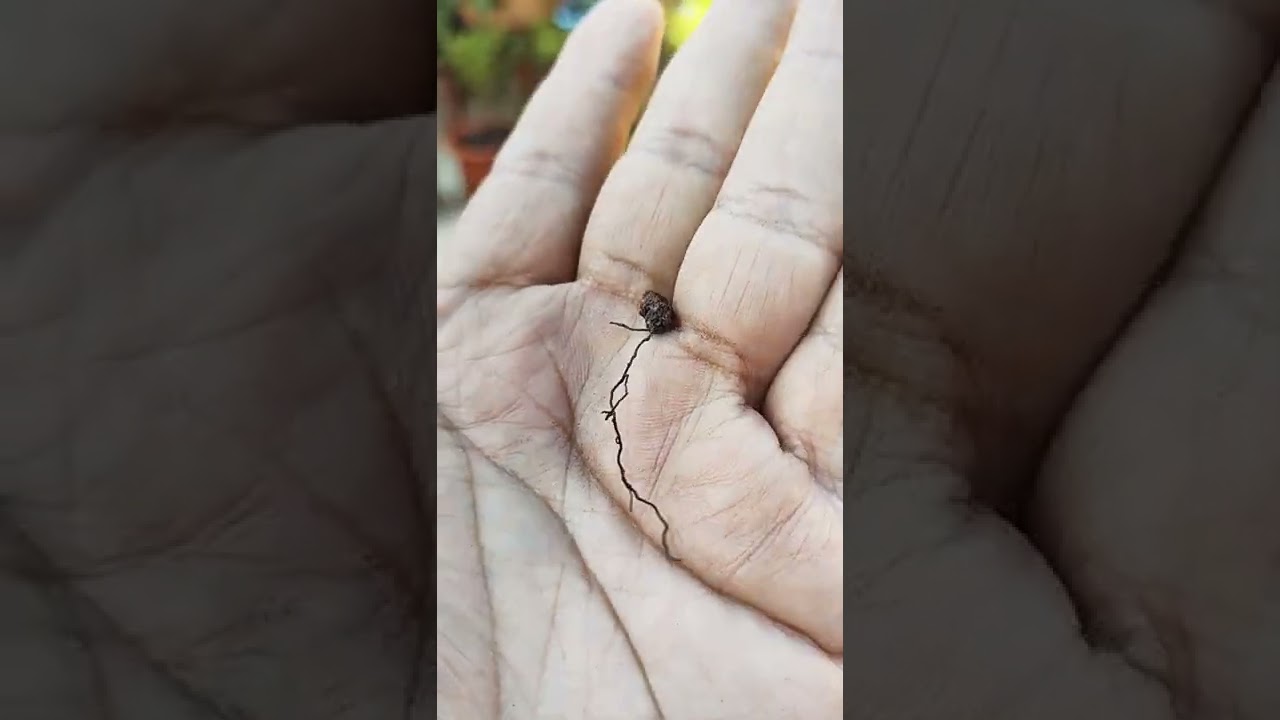 sembrar en grava volc&aacute;nica, pros y contras.