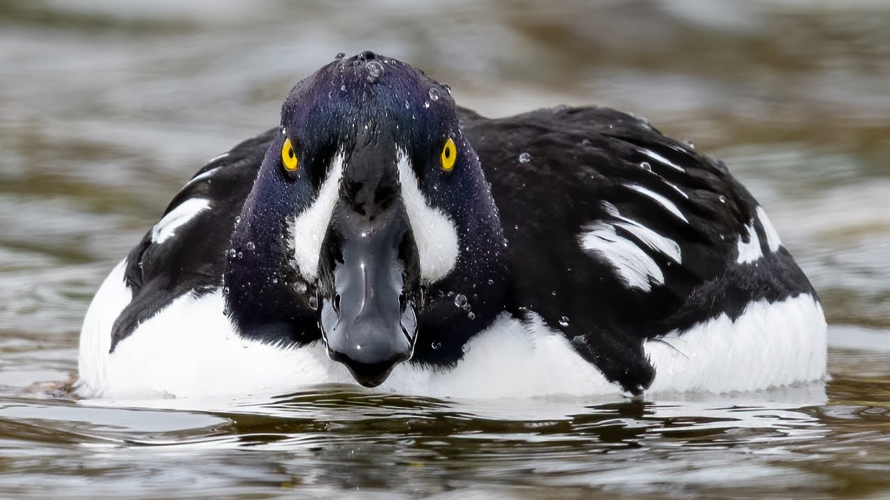 Beautiful Bird Photography in Grand Teton National Park - Nikon D850 - Sony A9