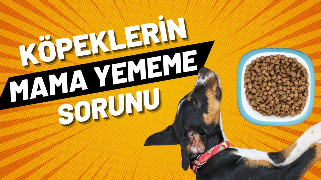 K&ouml;peğim Mama Yemiyor Sorunu | K&ouml;pek Eğitimi