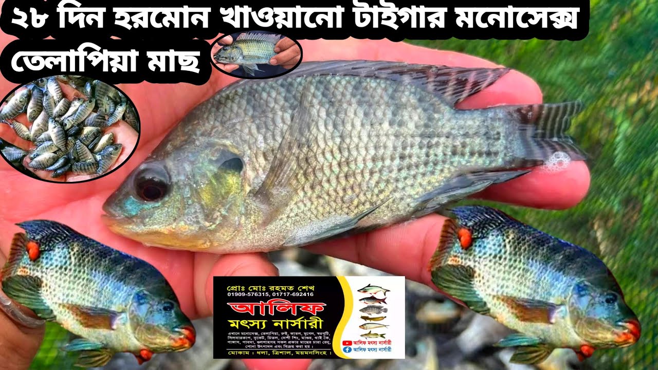 ২৮ দিন হরমোন খাওয়ানো টাইগার তেলাপিয়া মাছ ৫ মাসে ১ কেজি ওজন হয়|| অর্ডার করুন: 01710933563 