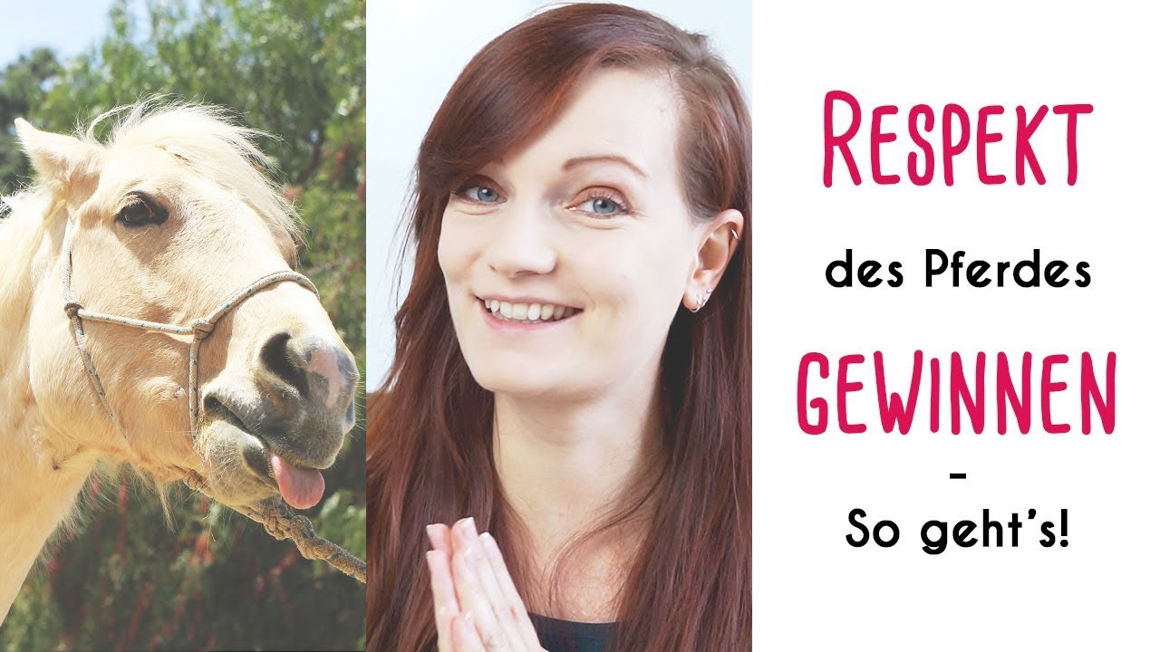 Respekt des Pferdes gewinnen: So geht's ohne Gewalt!
