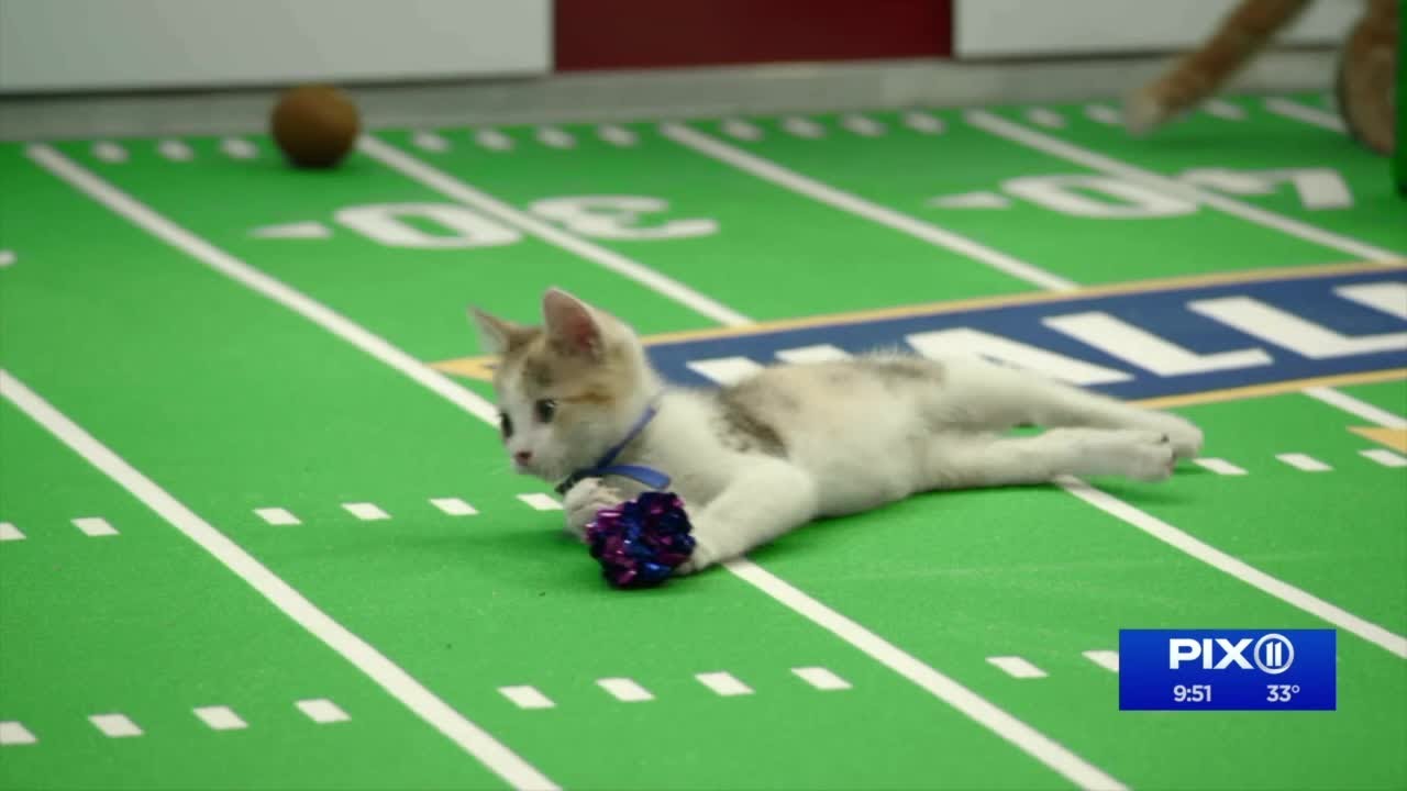 Purrfessional sports: Sneak peak at Kitten Bowl VIII