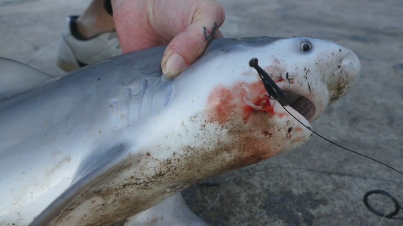 how to catch logan river bull sharks