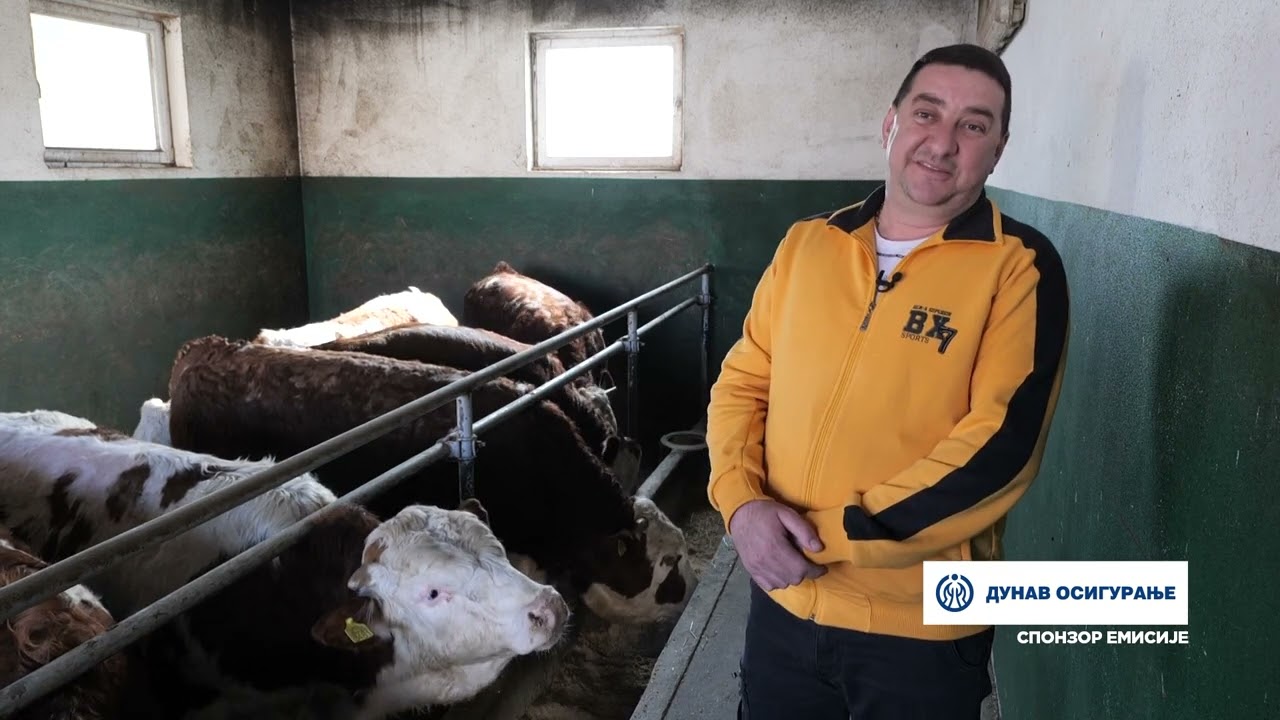 Naša priča ep. 396 30.03.2023. Ivica Dimitrijević, Brestovac, Knić, stočarstvo