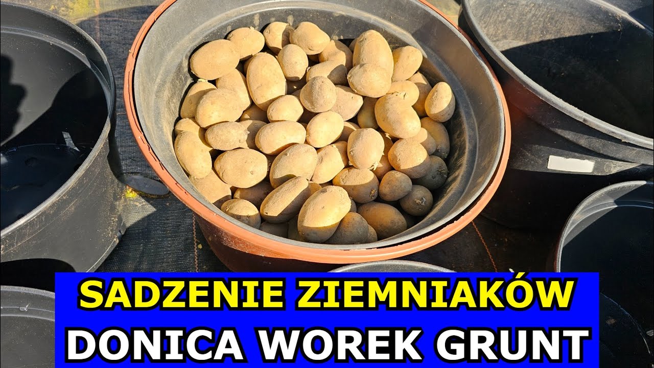 Sadzenie Ziemniaków na RÓŻNE SPOSOBY. Uprawa w Doniczkach, w Workach, w Gruncie Jak Sadzić Ziemniaki