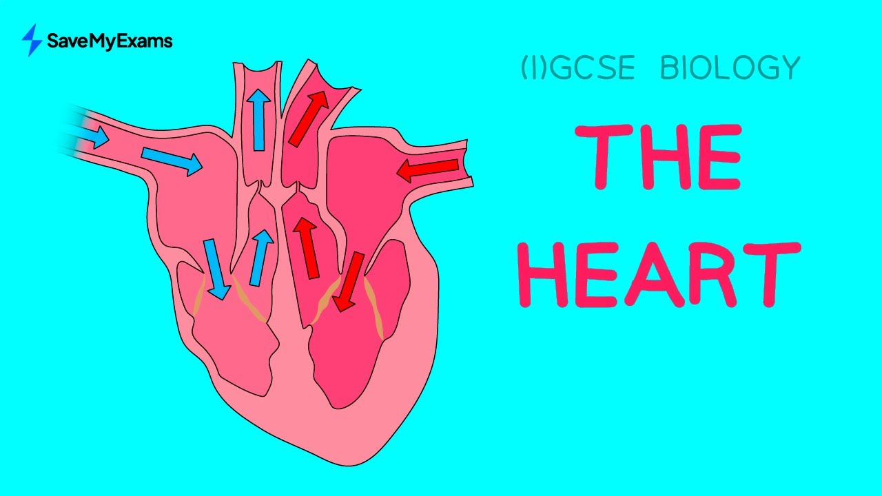 The Heart in 3 minutes - IGCSE & GCSE Biology Revision