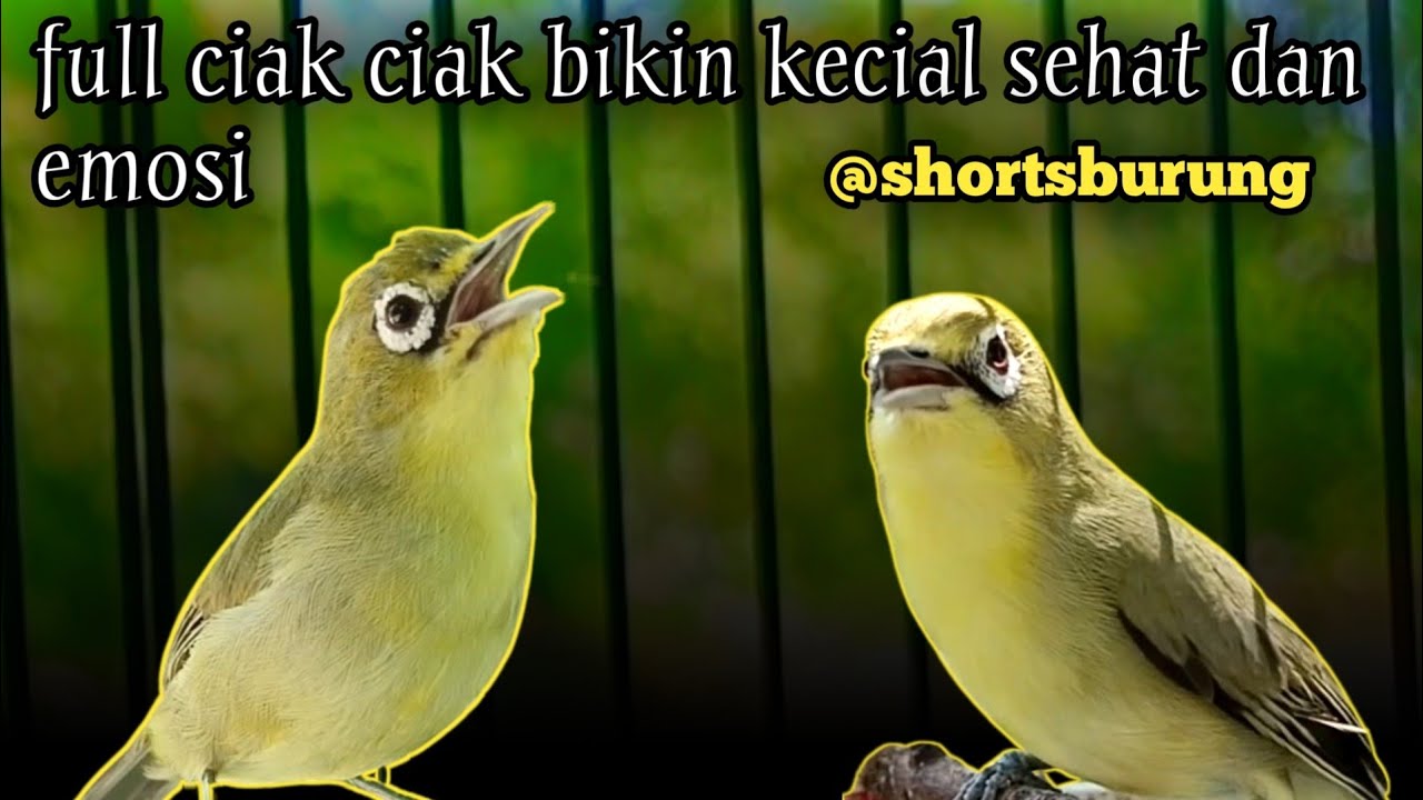 MASTERAN KECIAL KUNING LOMBA SUARA CIAK CIAK JOSS || TERAPI KECIAL KUNING MALAS BUNYI