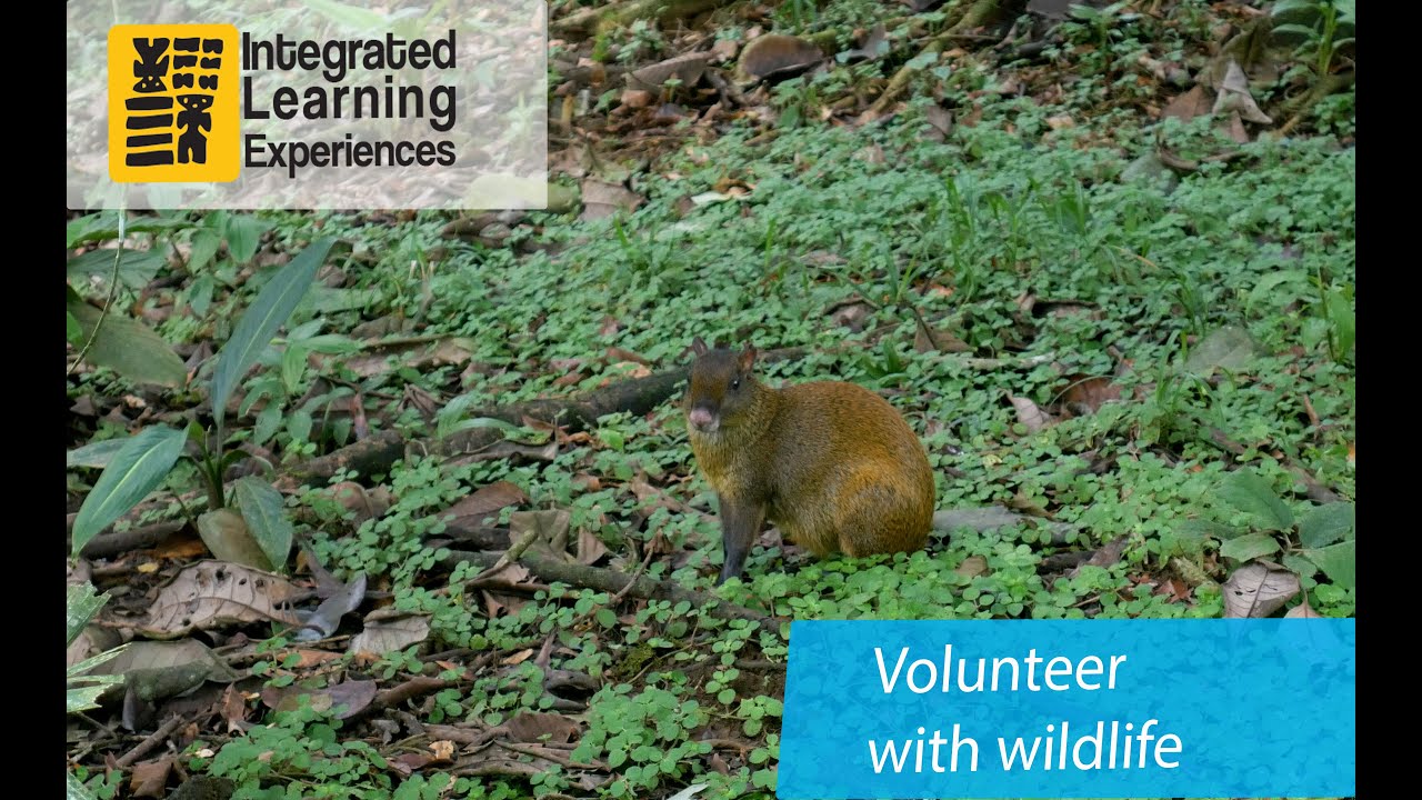 Volunteer in a wildlife rescue center in Costa Rica