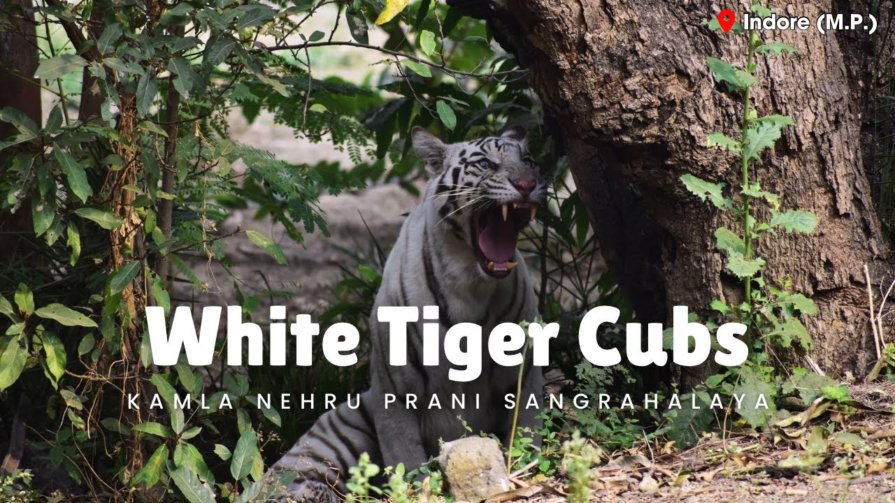 White Tiger Cubs at Indore Zoo | 3 Newborn from a White Tigress & a Black Tiger - January 2026